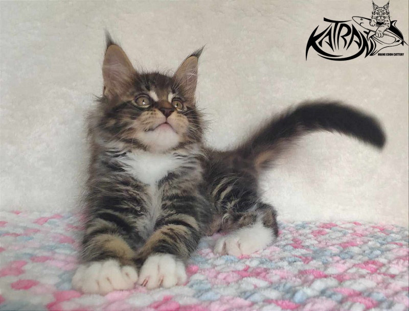 Katran Rick - Кошеня мейн-кун 1 місяць 2,5 тижні