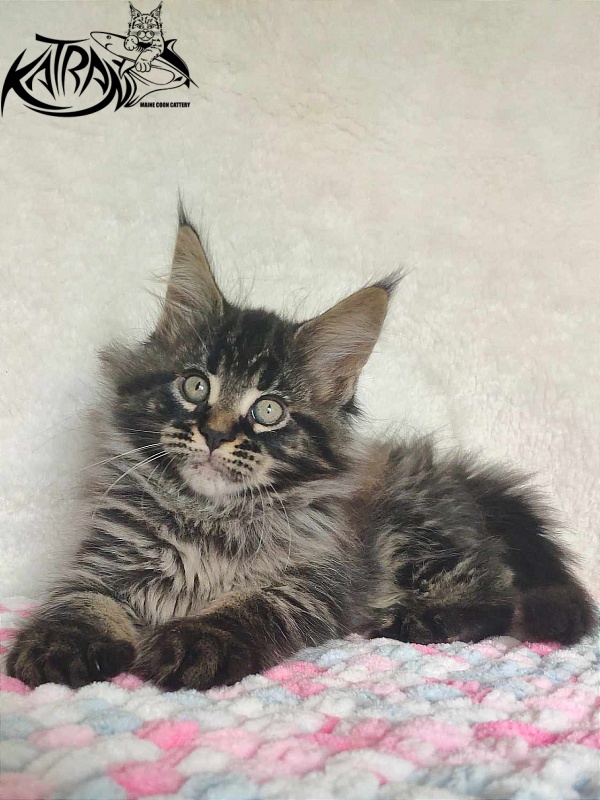 Katran Runa - Kitten maine-coon 1 month 2.5 weeks