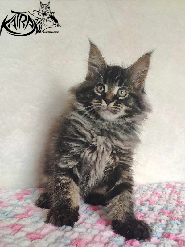 Katran Runa - Kitten maine-coon 1 month 2.5 weeks