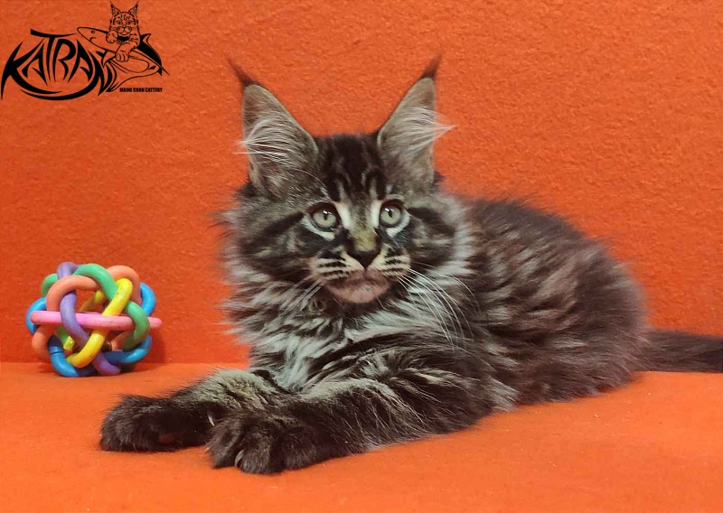 Katran Runa - Kitten maine-coon 2 months