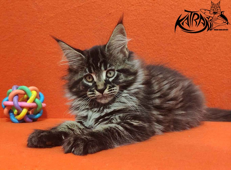 Katran Runa - Kitten maine-coon 2 months