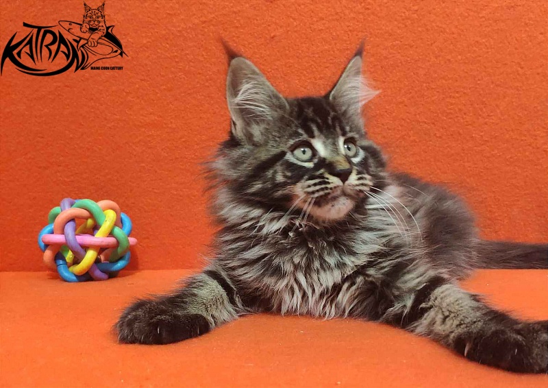 Katran Runa - Kitten maine-coon 2 months