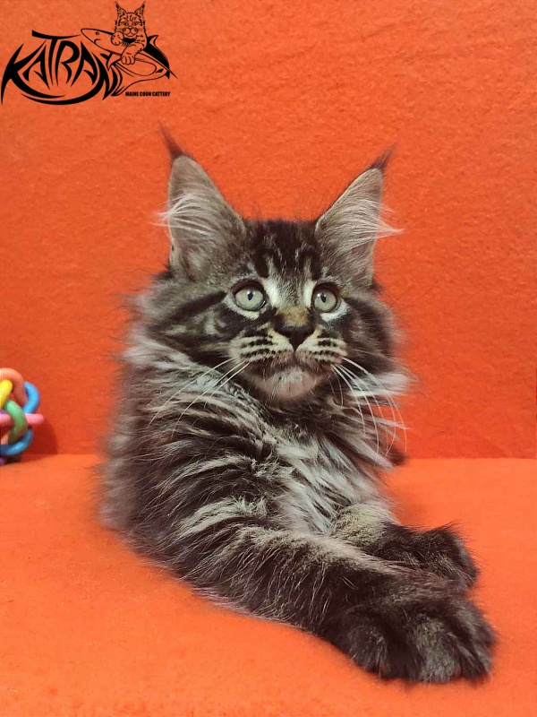 Katran Runa - Kitten maine-coon 2 months