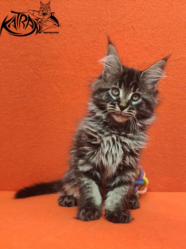 Katran Runa - Kitten maine-coon 2 months