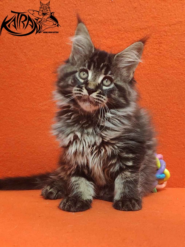 Katran Runa - Kitten maine-coon 2 months