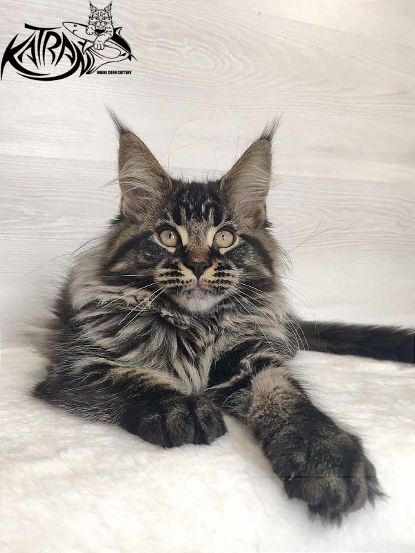 Katran Runa - Kitten maine-coon 3 months