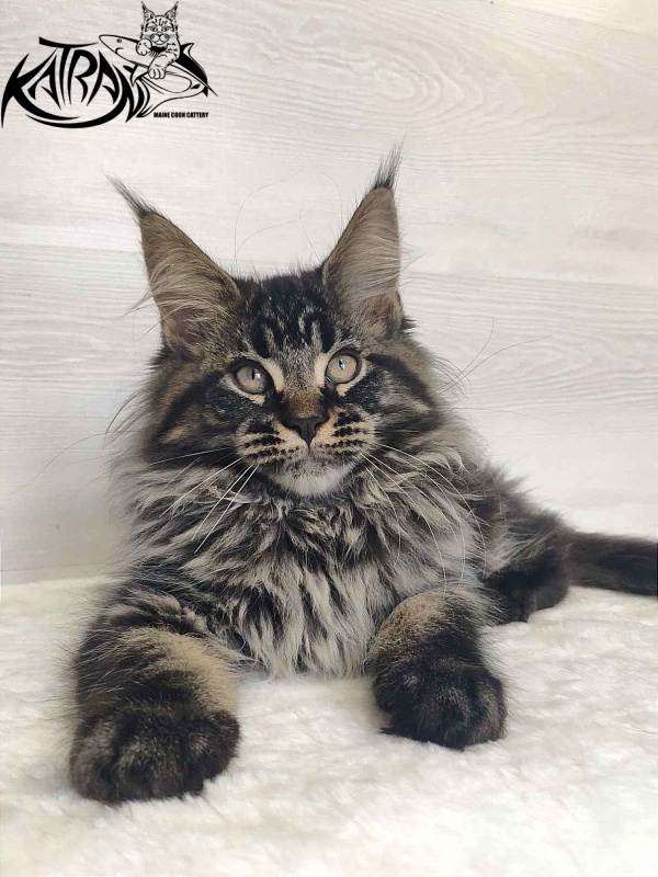 Katran Runa - Kitten maine-coon 3 months