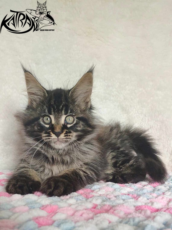 Katran Runa - Kitten maine-coon 1 month 2.5 weeks