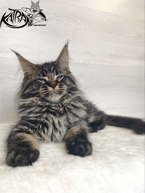 Katran Runa - Kitten maine-coon 3 months