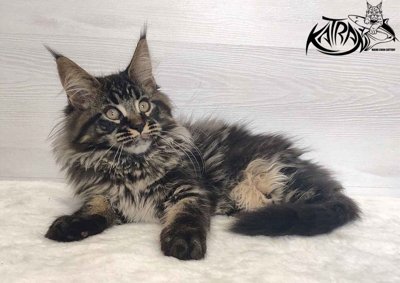 Katran Runa - Kitten maine-coon 3 months