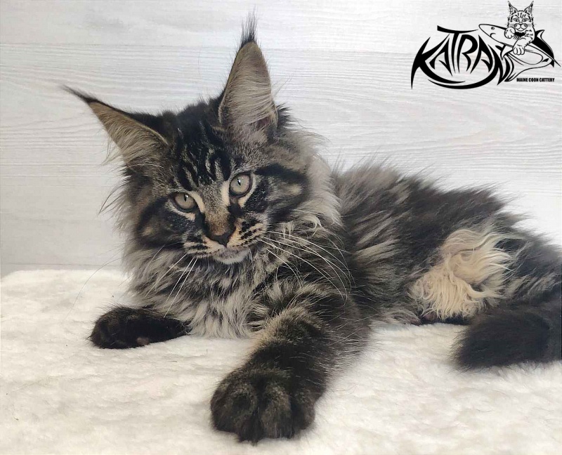 Katran Runa - Kitten maine-coon 3 months