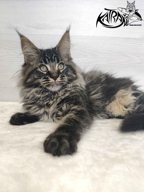 Katran Runa - Kitten maine-coon 3 months