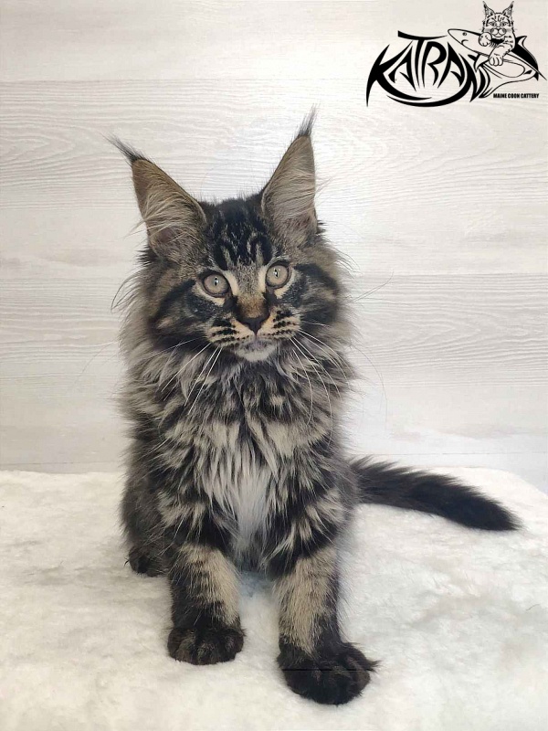 Katran Runa - Kitten maine-coon 3 months