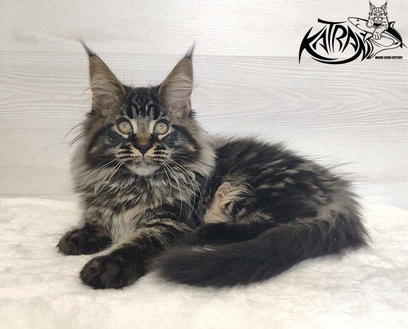 Katran Runa - Kitten maine-coon 3 months