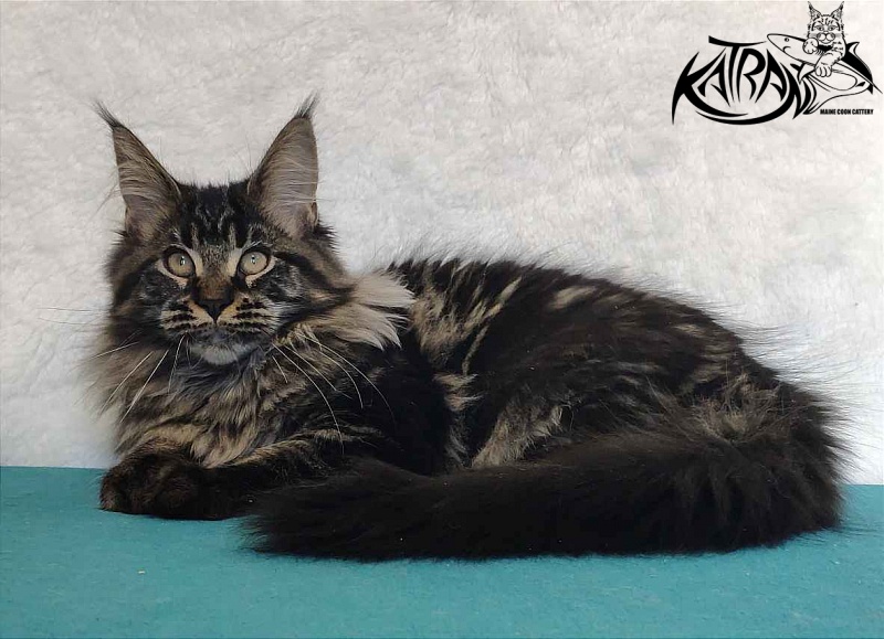 Katran Runa - Kitten maine-coon 4 months