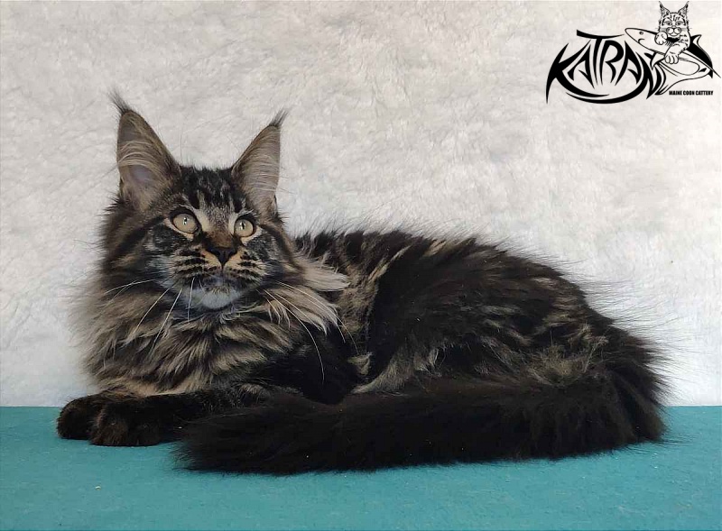 Katran Runa - Kitten maine-coon 4 months