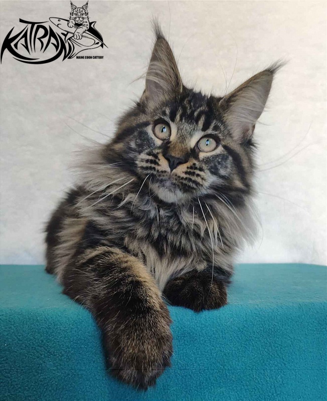 Katran Runa - Kitten maine-coon 4 months
