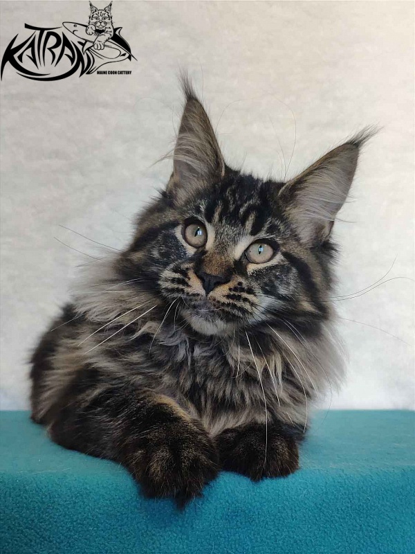 Katran Runa - Kitten maine-coon 4 months