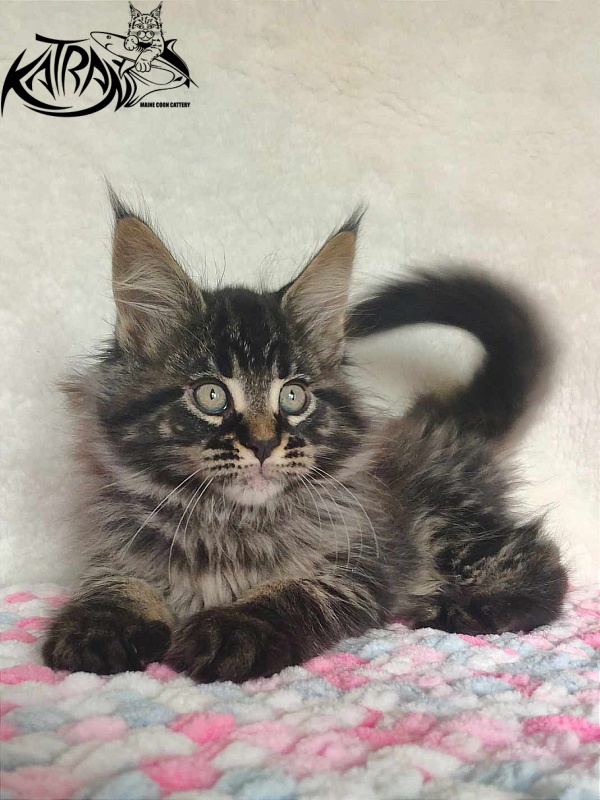 Katran Runa - Kitten maine-coon 1 month 2.5 weeks