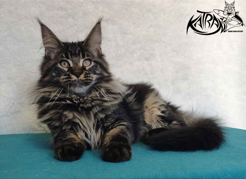 Katran Runa - Kitten maine-coon 4 months