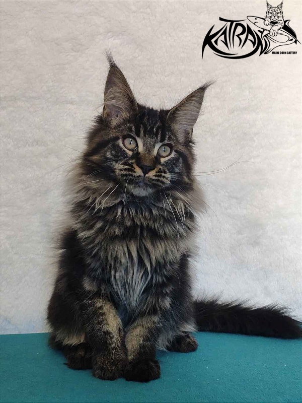 Katran Runa - Kitten maine-coon 4 months