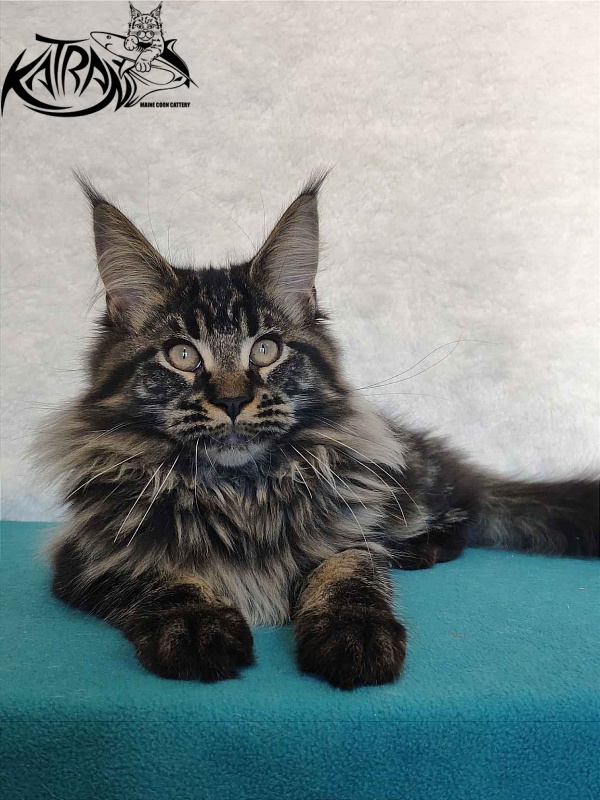 Katran Runa - Kitten maine-coon 4 months
