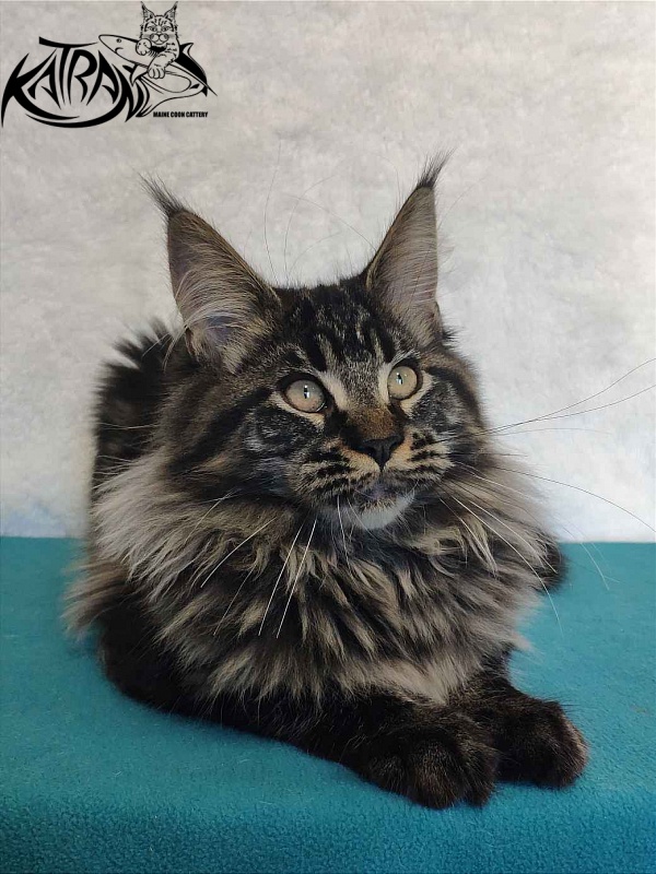 Katran Runa - Kitten maine-coon 4 months