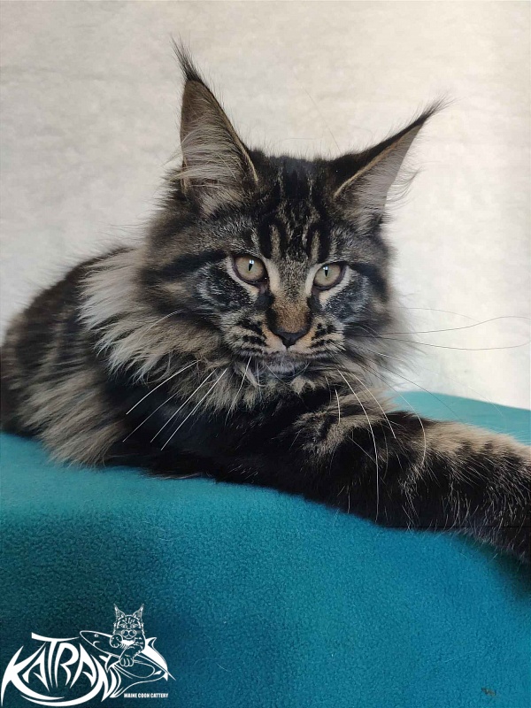 Katran Runa - Kitten maine-coon 4 months
