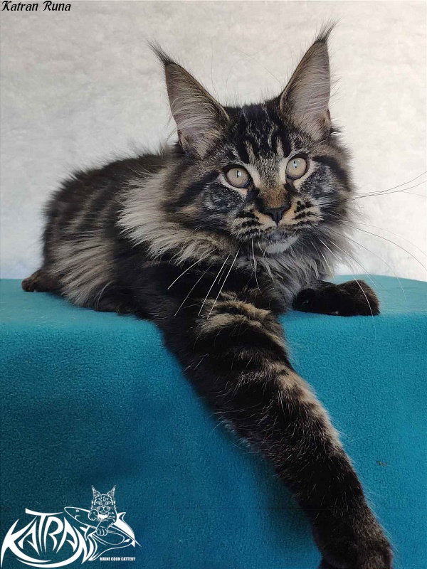 Katran Runa - Kitten maine-coon 4 months