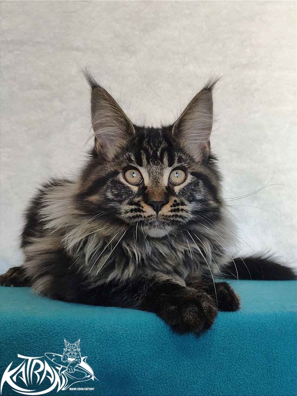 Katran Runa - Kitten maine-coon 4 months