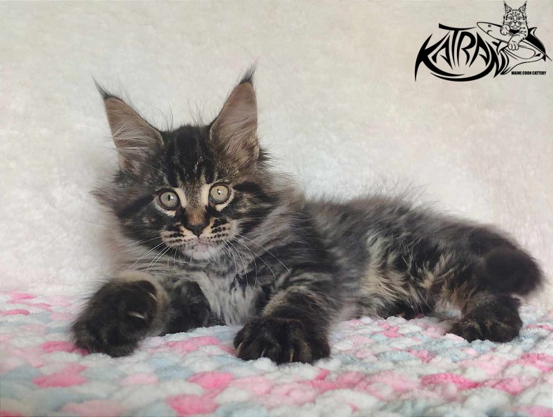 Katran Runa - Kitten maine-coon 1 month 2.5 weeks