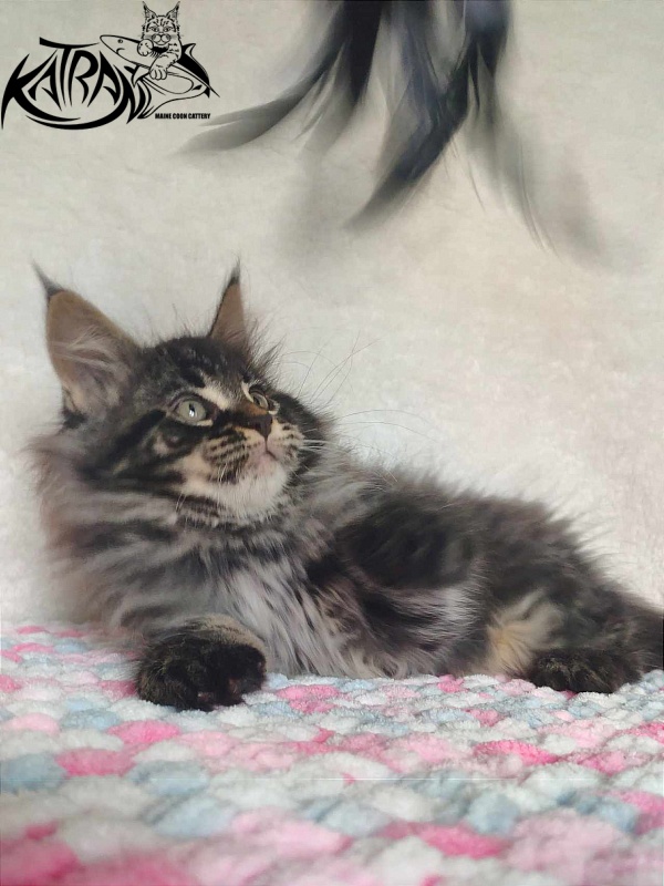 Katran Runa - Kitten maine-coon 1 month 2.5 weeks