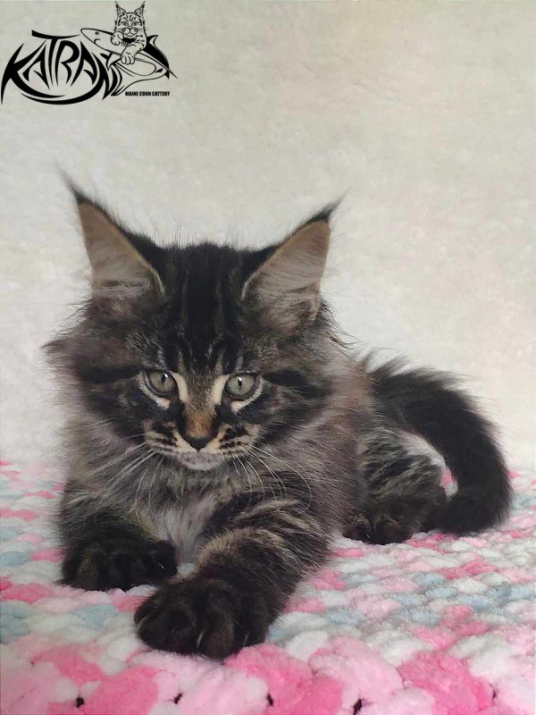 Katran Runa - Kitten maine-coon 1 month 2.5 weeks