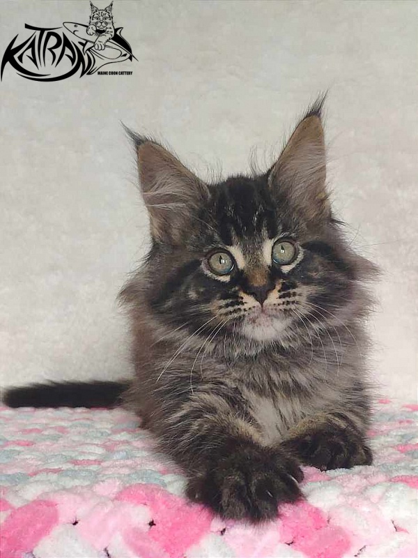 Katran Runa - Kitten maine-coon 1 month 2.5 weeks