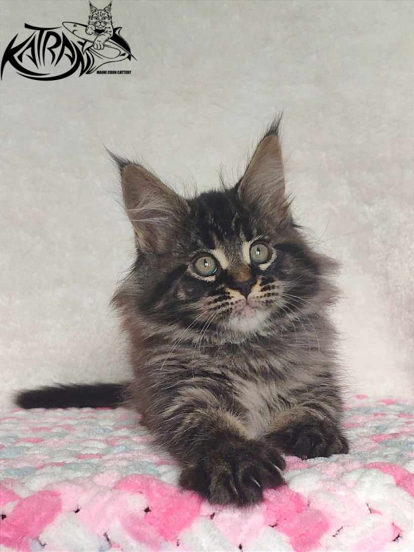 Katran Runa - Kitten maine-coon 1 month 2.5 weeks