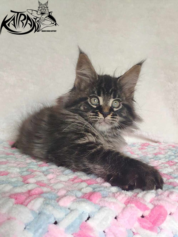 Katran Runa - Kitten maine-coon 1 month 2.5 weeks