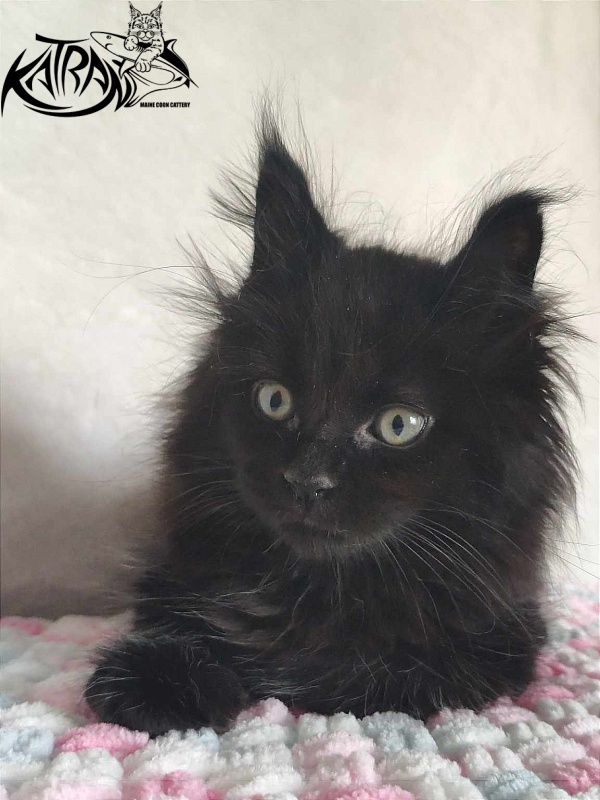 Katran Romeo - Kitten maine-coon 1 month 2.5 weeks