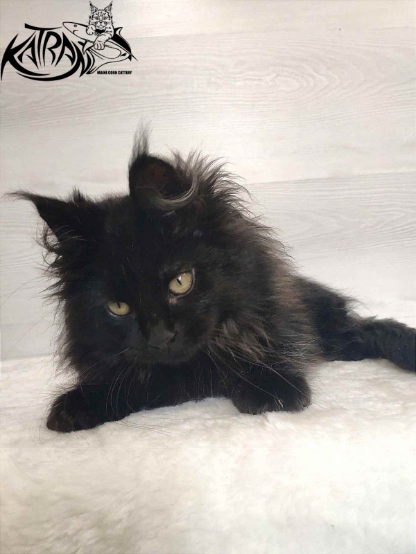 Katran Romeo - Kitten maine-coon 3 months