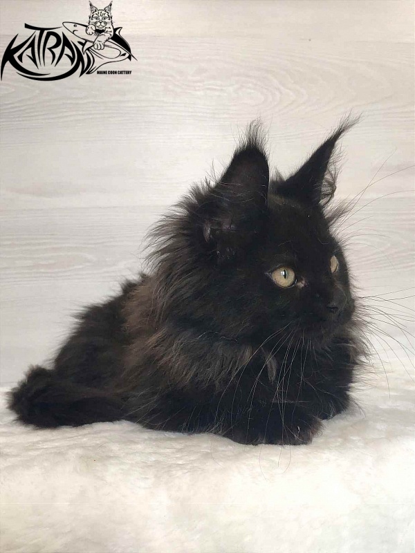 Katran Romeo - Kitten maine-coon 3 months