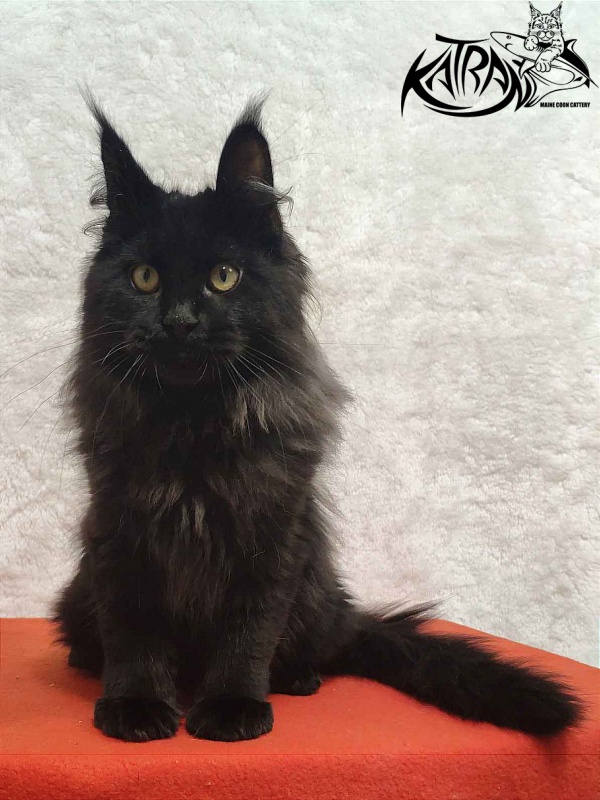 Katran Romeo - Kitten maine-coon 4 months