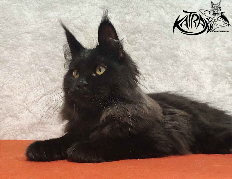 Katran Romeo - Kitten maine-coon 4 months