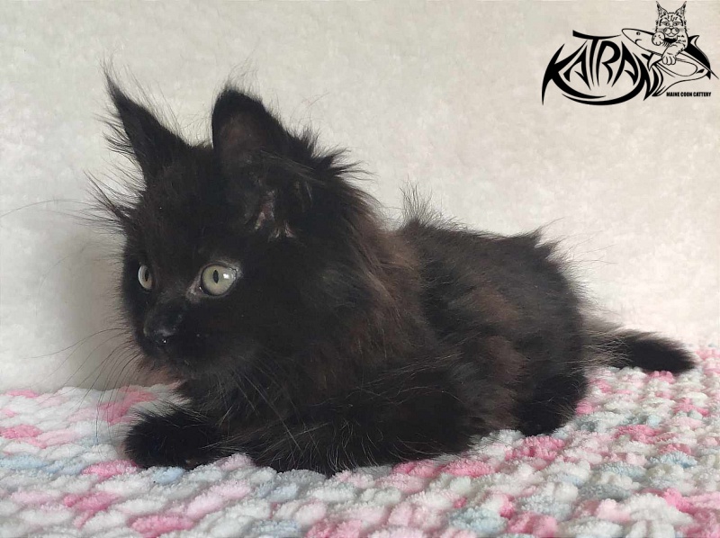 Katran Romeo - Kitten maine-coon 1 month 2.5 weeks