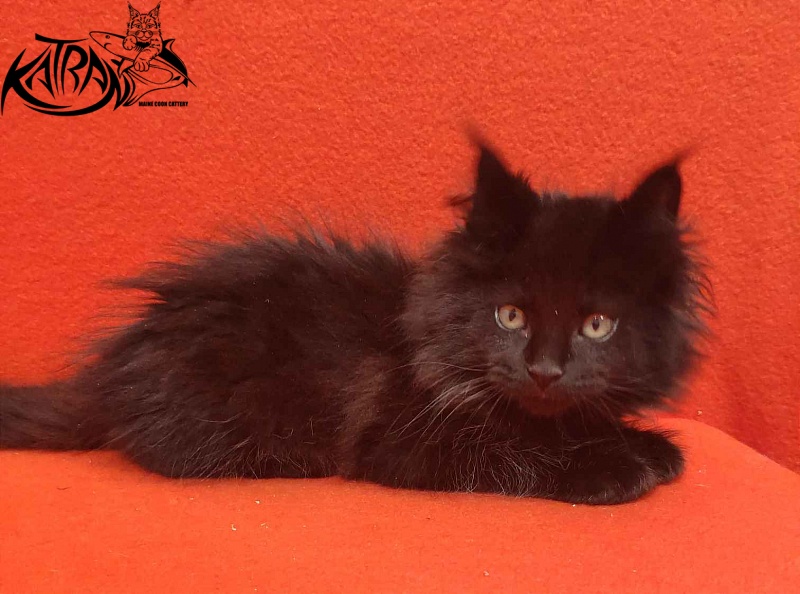 Katran Romeo - Kitten maine-coon 2 months