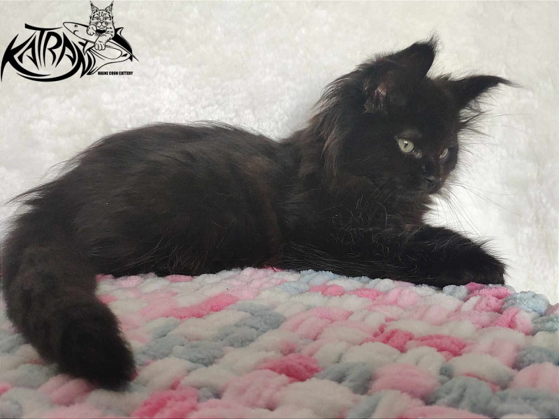 Katran Romeo - Kitten maine-coon 1 month 2.5 weeks