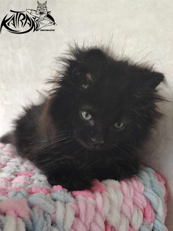 Katran Romeo - Kitten maine-coon 1 month 2.5 weeks