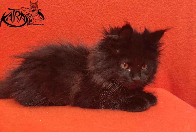 Katran Romeo - Kitten maine-coon 2 months