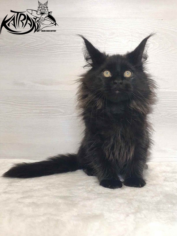 Katran Romeo - Kitten maine-coon 3 months