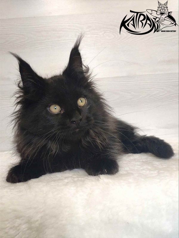 Katran Romeo - Kitten maine-coon 3 months
