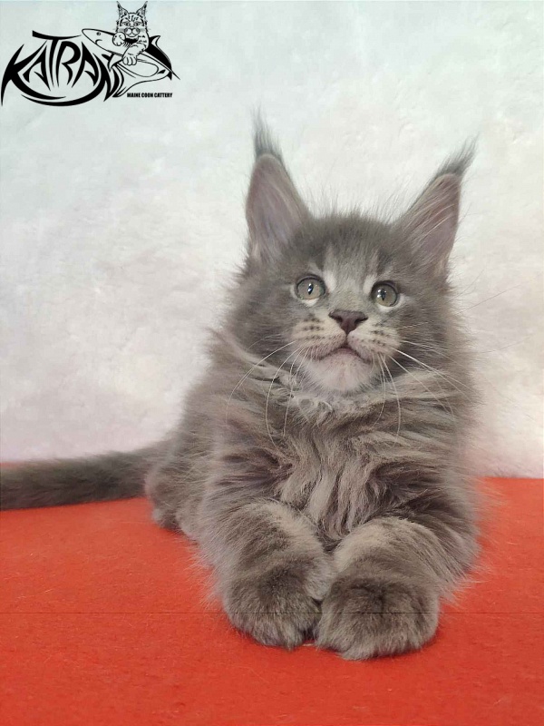 Katran Silvester - Kitten maine-coon 1 month 3.5 weeks