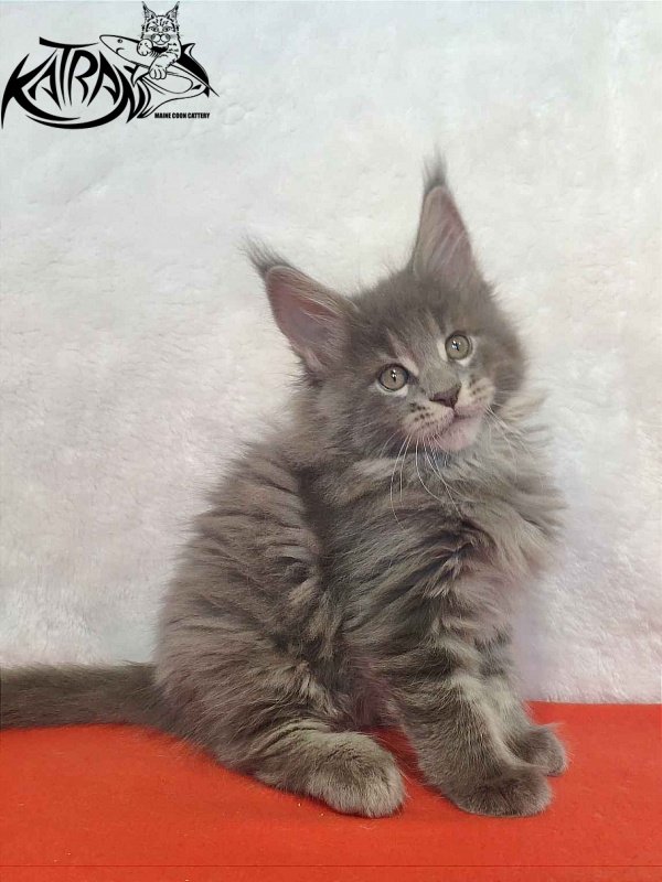 Katran Silvester - Kitten maine-coon 1 month 3.5 weeks